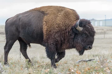 Rolgordijnen American Bison Bull - Genetisch zuiver exemplaar © Gary