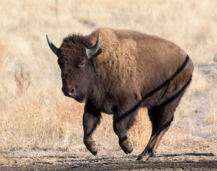 American Bison Bull - Genetically Pure Specimen