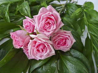 Branch of pink roses on a background of green leaves. Buds of pink roses. Macro