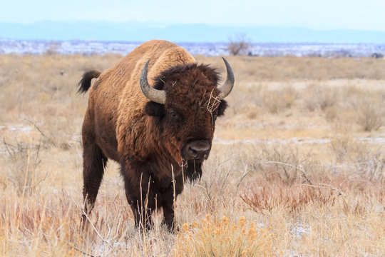 American Bison Bull - Genetically Pure Specimen