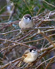 Feldsperling; Passer montanus; tree sparrow;