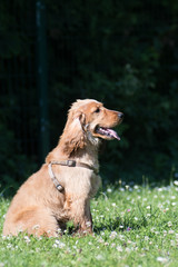 Obraz premium American cocker spaniel puppy outdoor