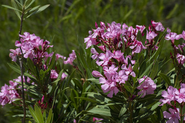 nature, flowers, trees, trees, cones, urban flowers, landscape, design,