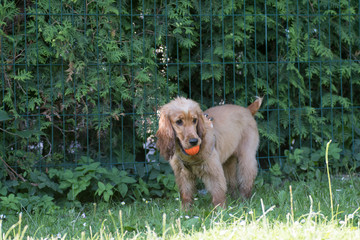 American cocker spaniel puppy outdoor