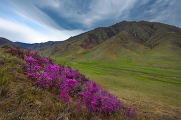 Fototapeta na wymiar Russia. Mountain Altai. Chuyskiy tract in the period of the flowering of Maralnik (Rhododendron).