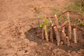 nature food cassava macro photography - aerial photo of manioc leaves and roots growing in a sand, on a sunny summer day outdoors, in the Gambia, Africa
