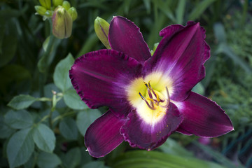 Fototapeta premium Blooming purple lily flower. Nature background