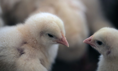 close up of fluffy yellow tiny baby hen chickens outdoors in the natural sunlight in Africa