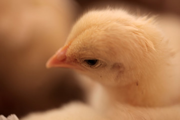 close up of fluffy yellow tiny baby hen chickens outdoors in the natural sunlight in Africa