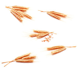 Collection of photo wheat ears corn isolated on a white background