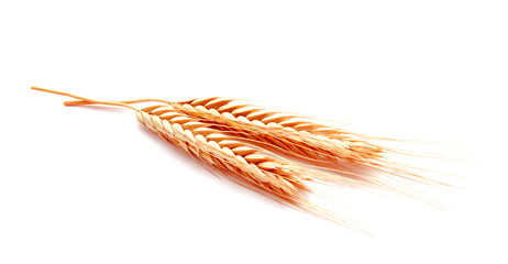 Wheat ears corn isolated on a white background