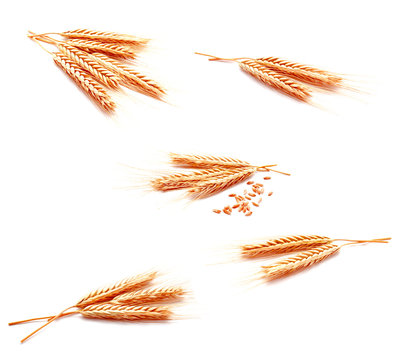 Collection of photo wheat ears corn isolated on a white background
