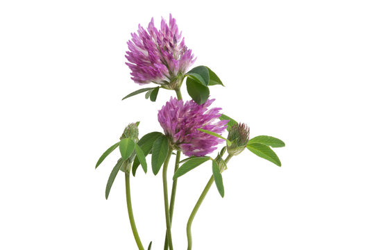 clover isolated