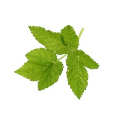 Green leaves on a isolated white background