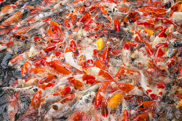 Herd of Koi.