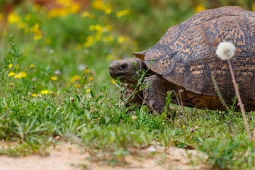 Big Tortoise standing on the grass