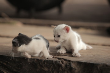 Naklejka na ściany i meble funny adorable animals - cats outdoors - two black and white playful kittens outdoors on a wooden bench, in Africa on a sunny day