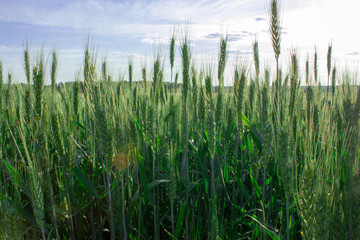 spikelets under the sky
