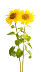 Naklejka premium sunflower isolated