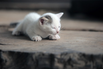 Naklejka na ściany i meble funny adorable animals - cat outdoors - one black and white playful kittens outdoors on a wooden bench, in Africa on a sunny day