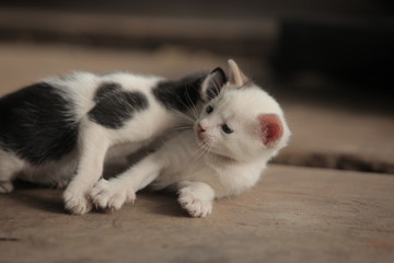 funny adorable animals - cats outdoors - two black and white playful kittens outdoors on a wooden bench, in Africa on a sunny day