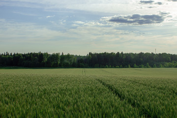 field under sky