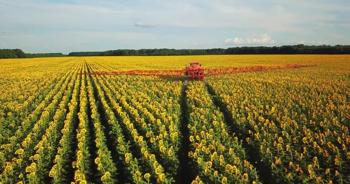 The tractor sprinkles the field with a sunflower. The sprayer processes the pesticide plantation helianthus plantation.
