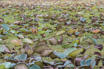 Green leaf lotus in the pond background.