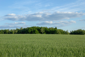 Fototapeta premium field forest blue sky