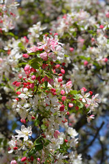 Japanese flowering crabapple