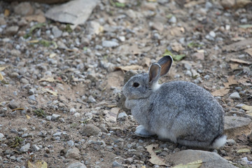 Rabbit in zoo