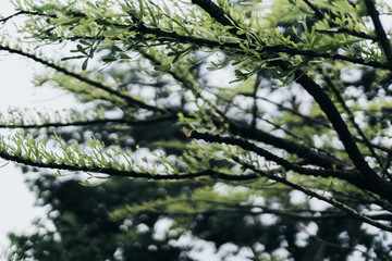 GREEN TREE BRANCH IN WINTER SEASON