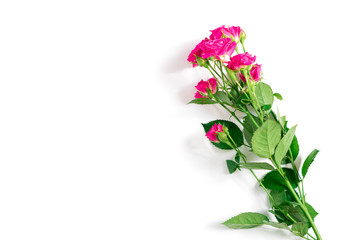 the pink rose isolated on a white background