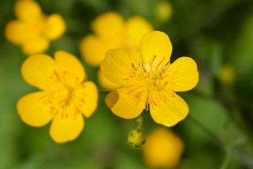Obraz premium Creeping buttercup