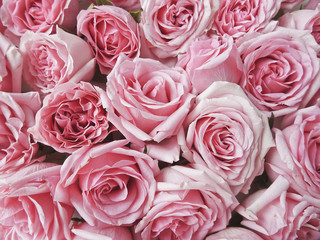 A lot of pink roses on a white background. Pink flower buds