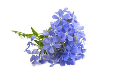 blue vinca flowers isolated