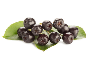 Close up of aronia chokeberry isolated on white.