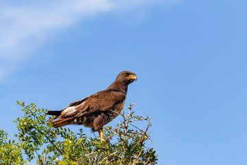 Eagle standing on the top of the branches