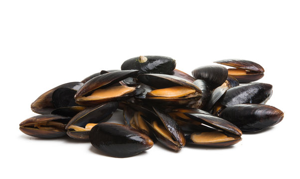 mussels isolated