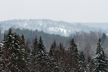winter forest