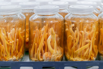 cordyceps farm in clean laboratory chinese herb health ideas concept