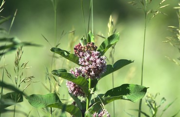 Milkweed in the meadow