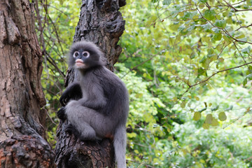Dusky leaf monkey on the tree ,They are live in the mountains in Southeast Asia ,Thailand