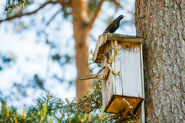 Bird and birdhouse from wood in the summer forest on natural background on tree