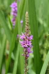 Purple lythrum