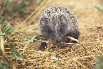 Small cute hedgehog walking on a meadow in the summer grass closeup