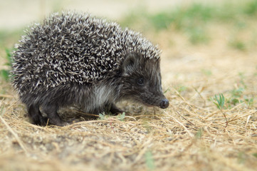 Small cute hedgehog walking on a meadow in the summer grass closeup