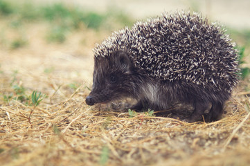 Small cute hedgehog walking on a meadow in the summer grass closeup