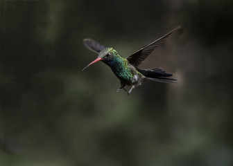 Broad-billed Hummingbird (Cynanthus latirostris) in Flight