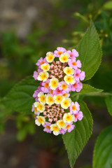 Shrub verbena flower